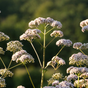 Valerian Root Extract 10mg