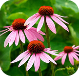 Echinacea & Goldenseal Extract (proprietary blend) 17mg