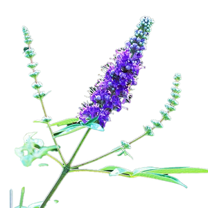 Vitex (chasteberry)