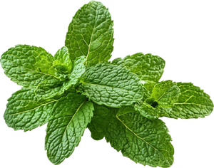 Peppermint
